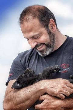 ALLEVAMENTI DI LABRADOR COMW SI TRATTA UN CUCCIOLO